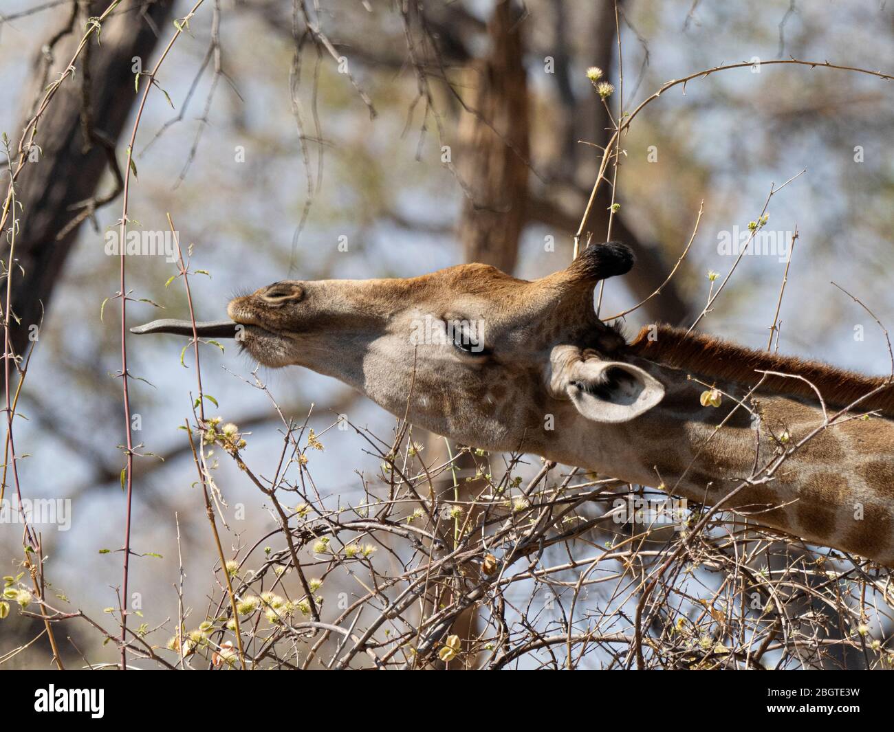 Una giraffa meridionale adulta, Giraffa camelopardalis, nutrirsi nel Parco Nazionale Chobe, Botswana, Sudafrica. Foto Stock