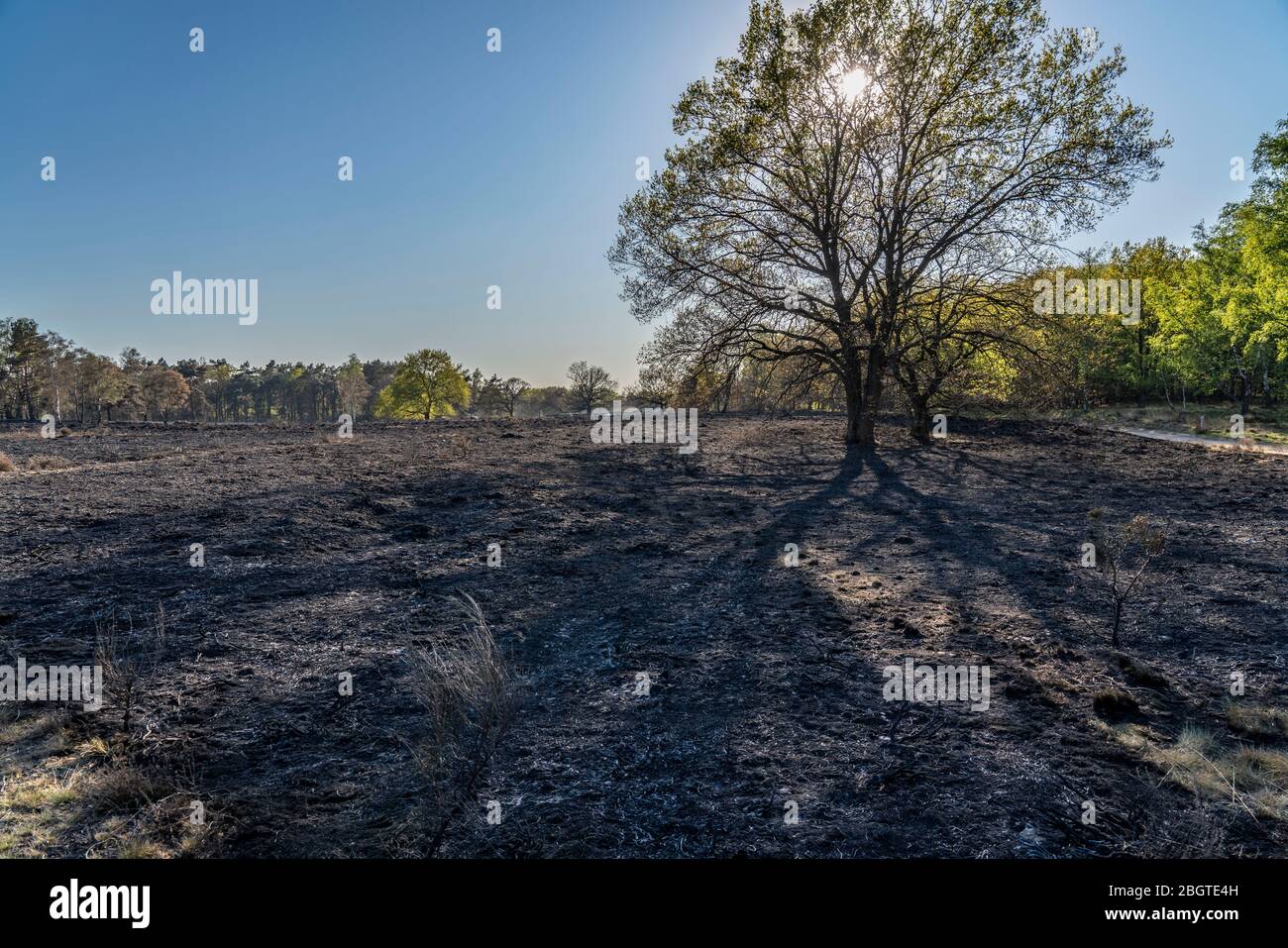 Conseguenze di un incendio di foreste nella regione di confine olandese-tedesco vicino a NiederkrŸchten-Elmpt, nella riserva naturale "De Meinweg", Paesi Bassi; Foto Stock