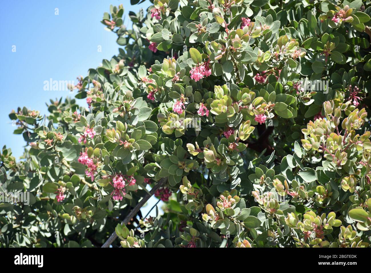 Fioritura Manzanita Bush Foto Stock