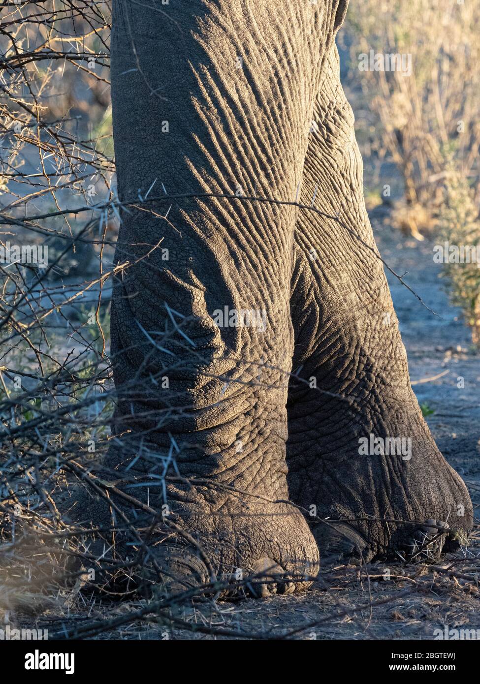 Elefante africano, Loxodonta africana, dettaglio gambe nel Parco Nazionale di Chobe, Botswana, Sudafrica. Foto Stock