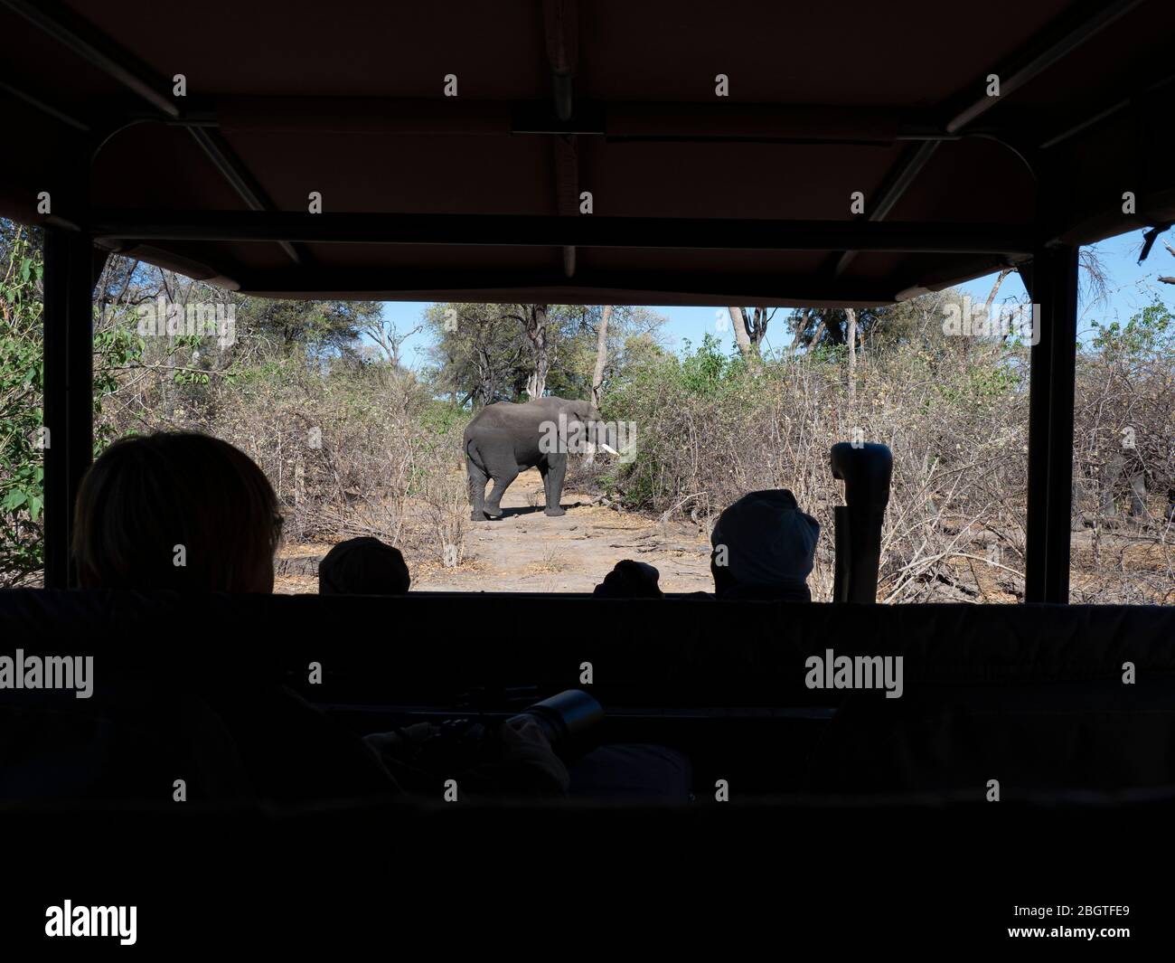 Elefante africano, Loxodonta africana, visto dal veicolo di guida nel Parco Nazionale di Chobe, Botswana, Sudafrica. Foto Stock