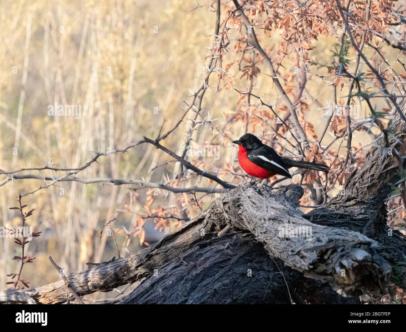 Gamberetto cremisi adulti, Laniarius atrococceus, arroccato nel Delta dell'Okavango, Botswana, Sudafrica. Foto Stock