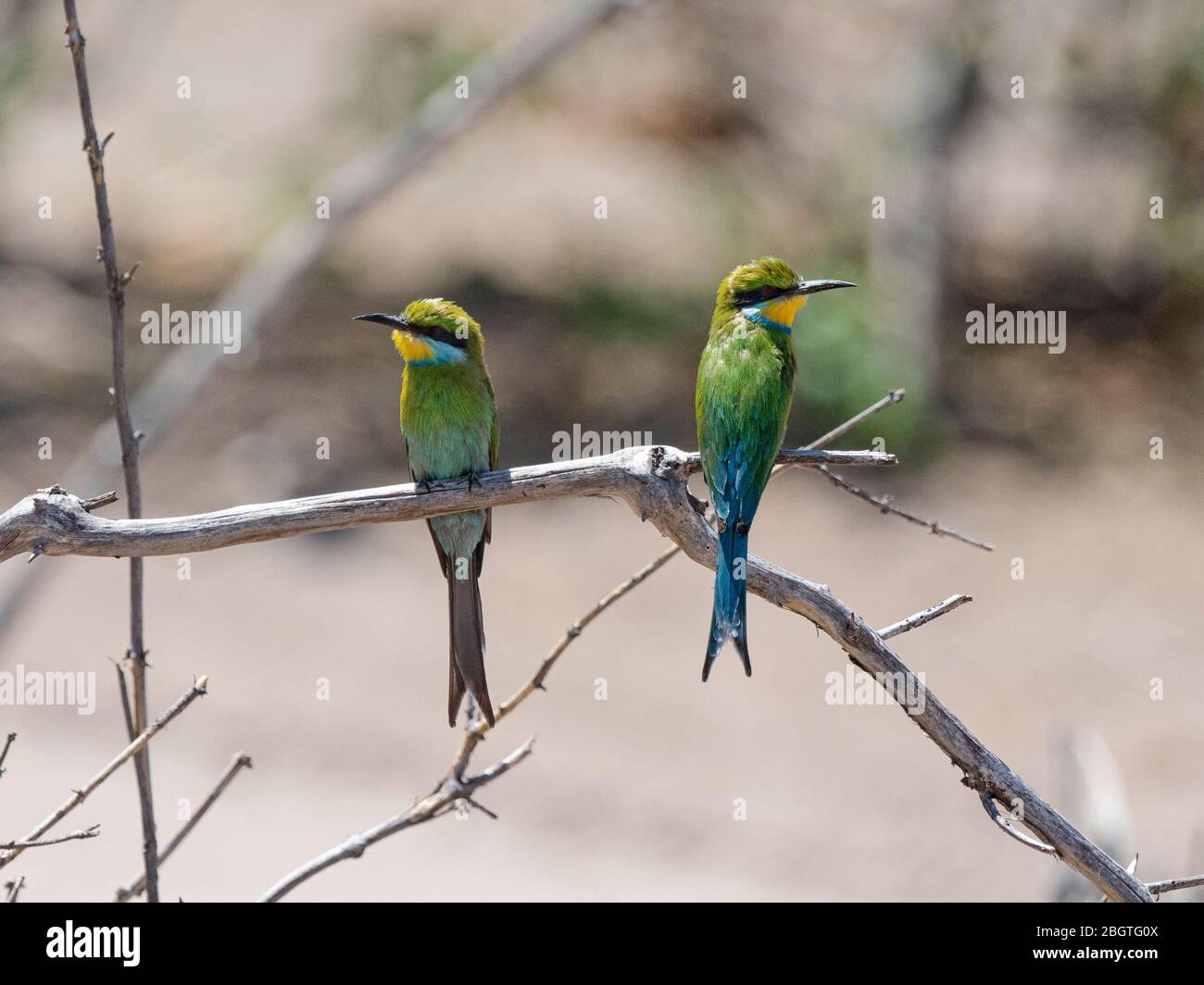 Un paio di apicoltori con coda di rondine, Merops hirundineus, nel Parco Nazionale di Chobe, Botswana, Sudafrica. Foto Stock