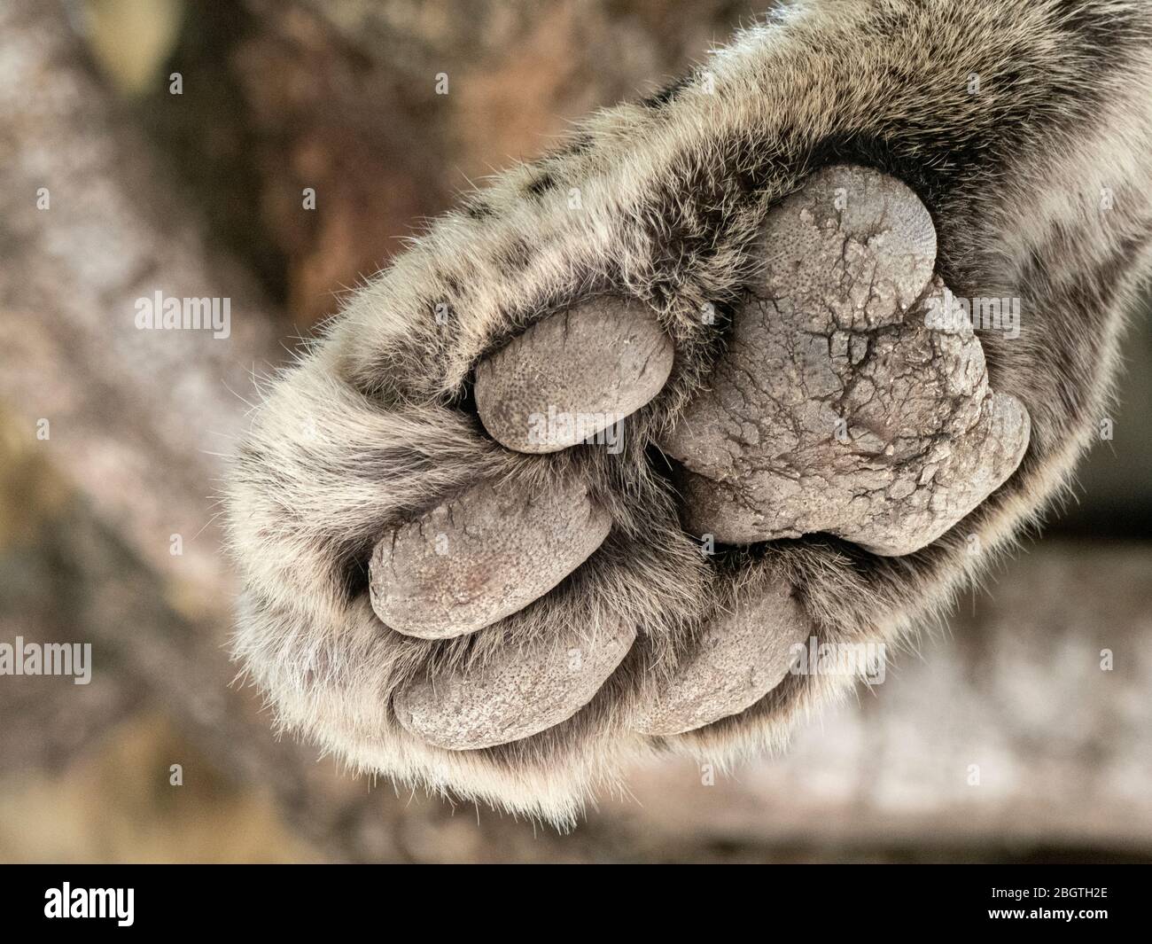 Un leopardo adulto, Panthera pardus, dettaglio zampa posteriore nel Chobe National Park, Botswana, Sudafrica. Foto Stock
