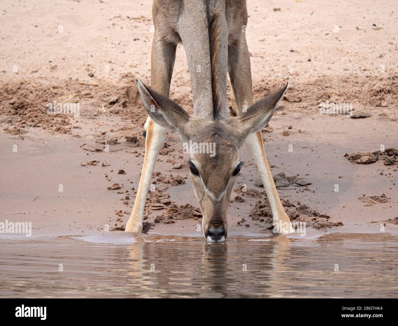 Femmina kudu maggiore, Tragelaphus strepsiceros, acqua potabile nel Parco Nazionale di Chobe, Botswana, Sudafrica. Foto Stock