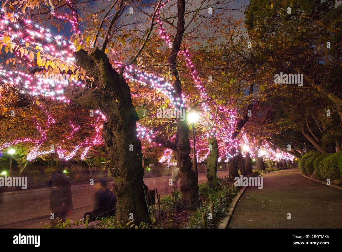 La luce di illuminazione decorazione sopra la struttura ad albero nel viale principale del Parco di Ueno, illuminano il cammino. Facile escursione, consentendo di godere veramente la exoti Foto Stock