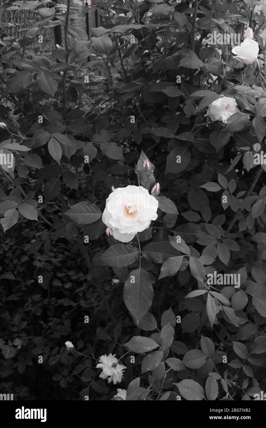 Foto a due toni. Fiori bianchi di rosa nel cespuglio con foglie grigie e sfondo grigio Foto Stock