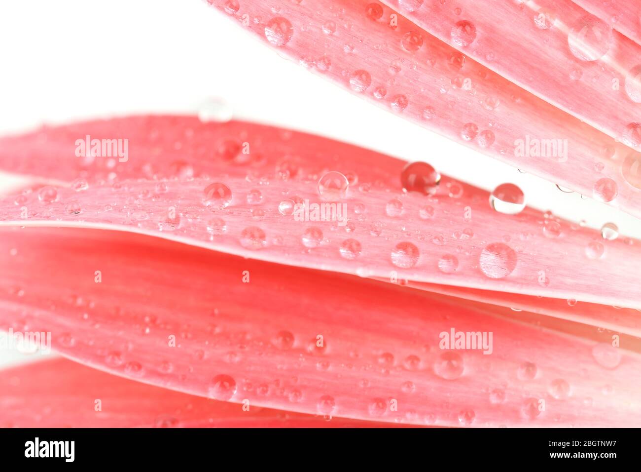 Gocce d'acqua sui petali di gerbera, primo piano Foto Stock