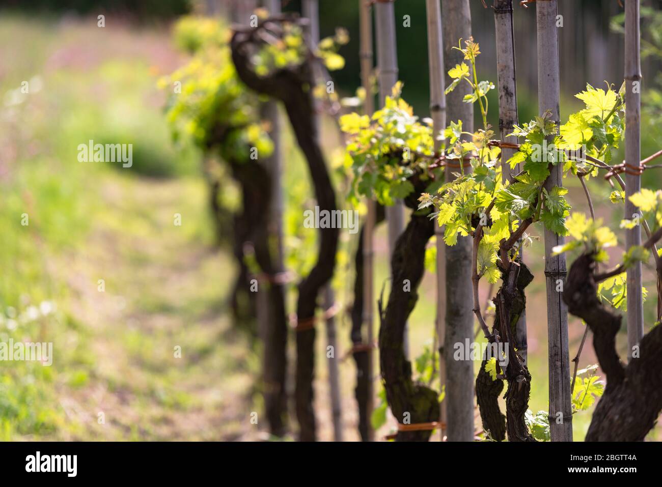 Vite nella primavera. Uva nelle montagne della Toscana, c'è su ogni appezzamento. Una vite perenne che è ben curata. Foto Stock