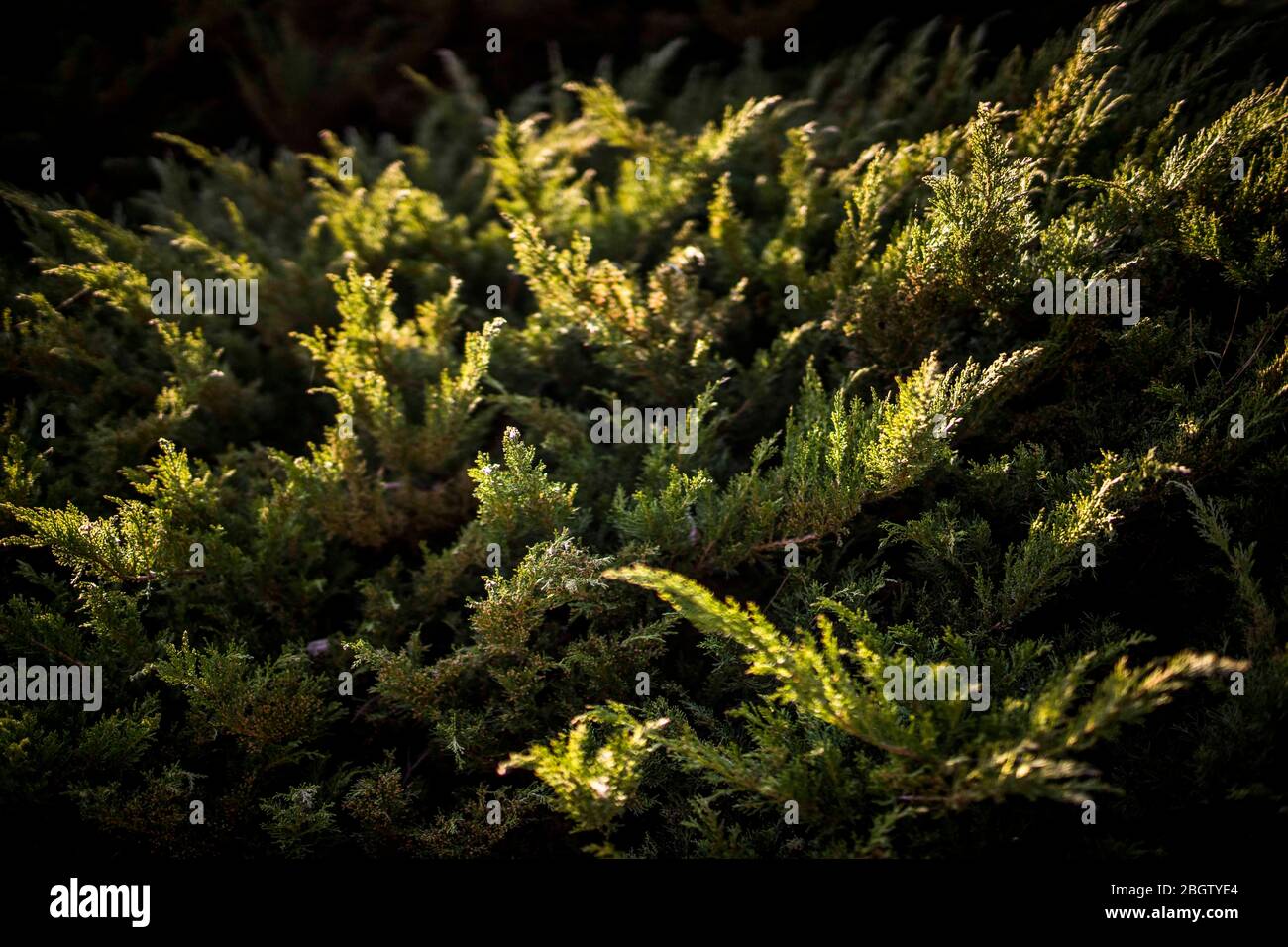 Poznan, Wielkopolska, Polonia. 22 aprile 2020. Giornata Internazionale della Madre Terra. Nella foto: Il Giardino Botanico dell'Università Adam Mickiewicz a Poznan. Credit: Dawid Tatarkiewicz/ZUMA Wire/Alamy Live News Foto Stock
