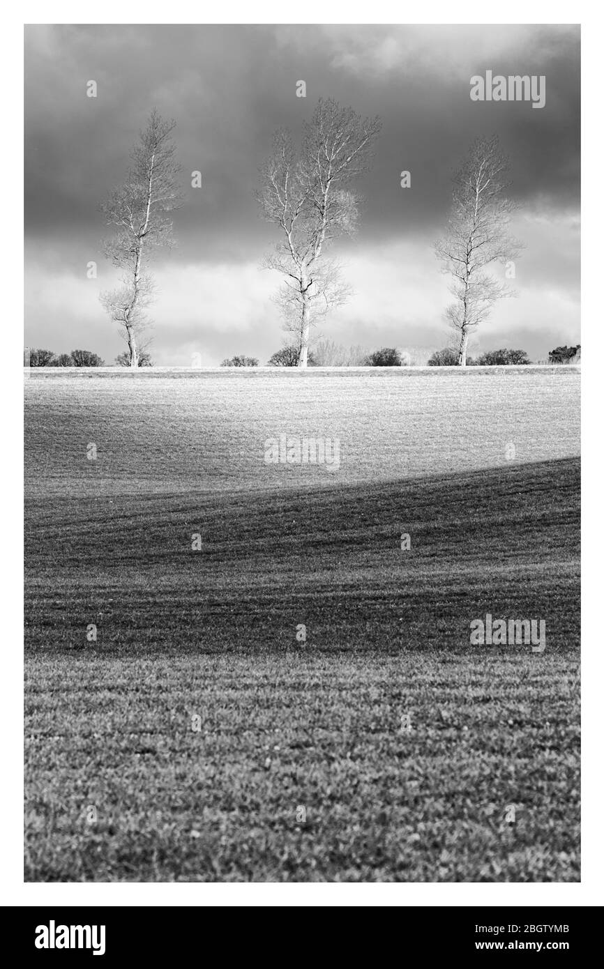 Mono - alberi invernali attraverso il campo countoured cattura la luce Norfolk, marzo 2016 Foto Stock