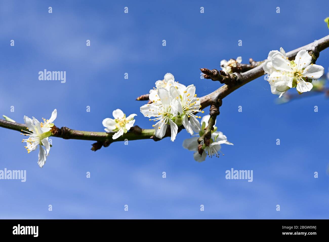 Delicato fiore primaverile bianco del damson albero. Foto Stock