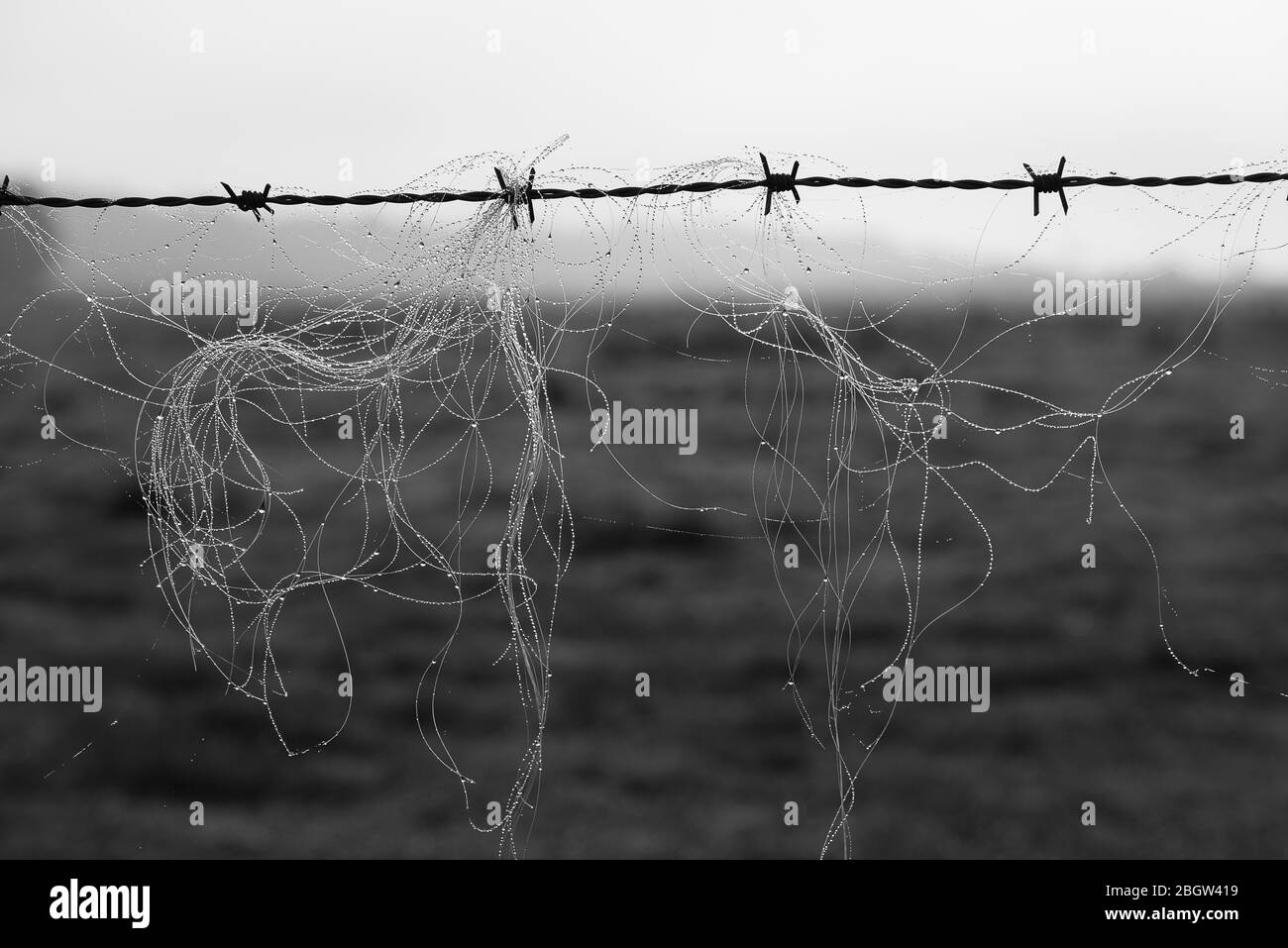 Filo spinato con lana di pecora. Mono- Herringfleet, ottobre 2016 Foto Stock