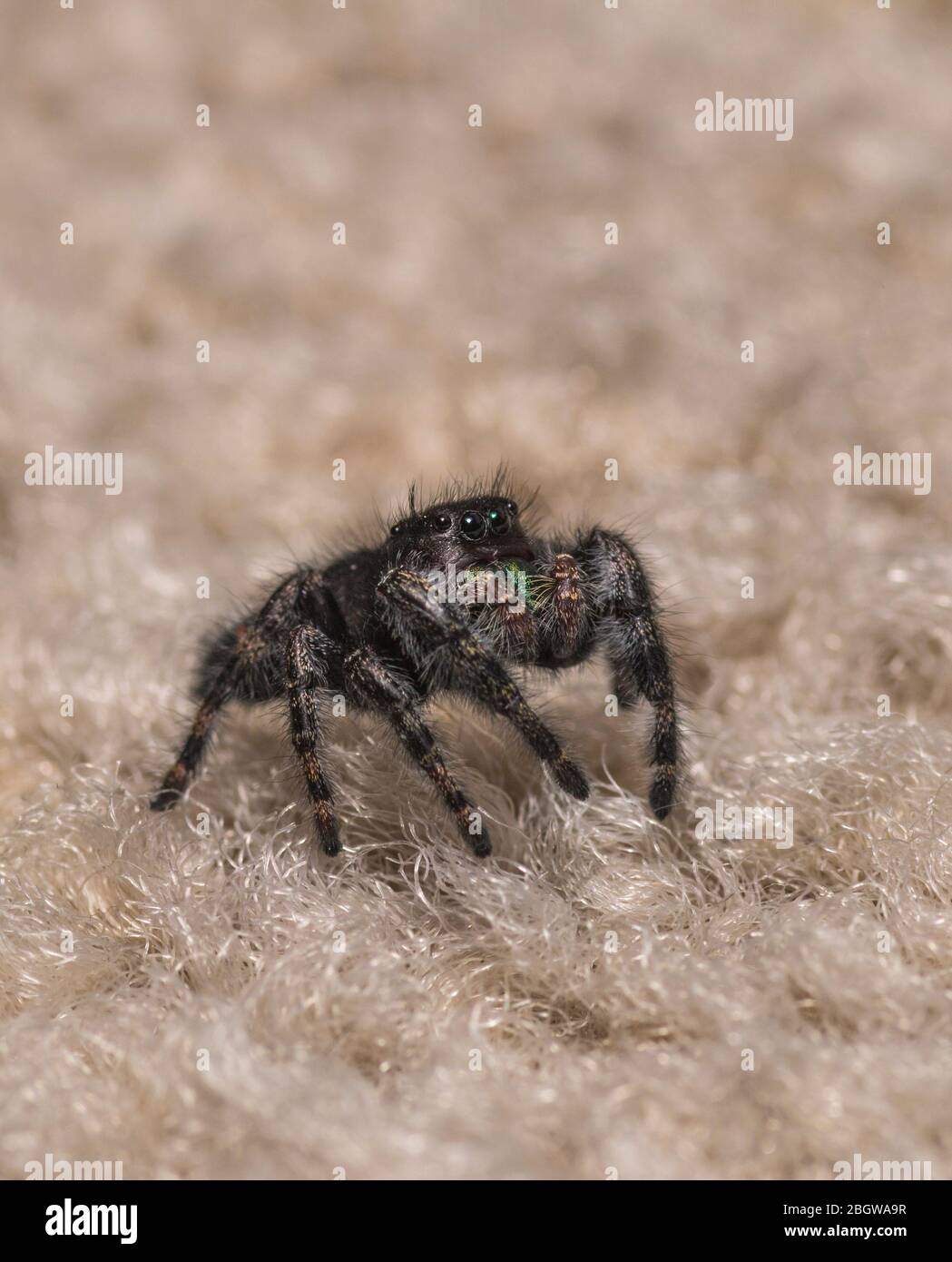 Phidippus audax, Bold Jumping Spider o Bold Jumper Foto Stock