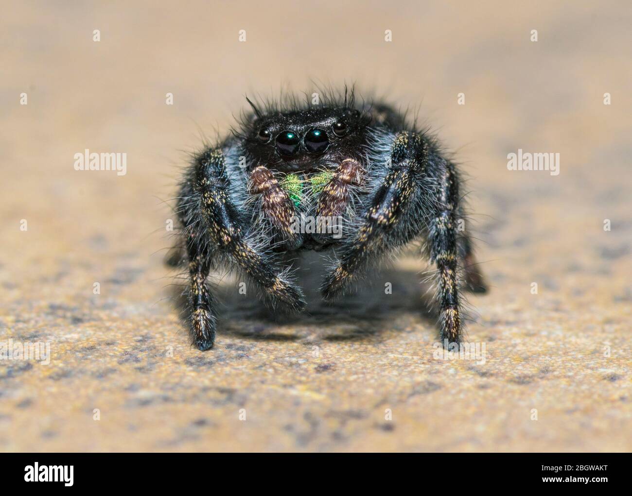 Phidippus audax, Bold Jumping Spider o Bold Jumper Foto Stock