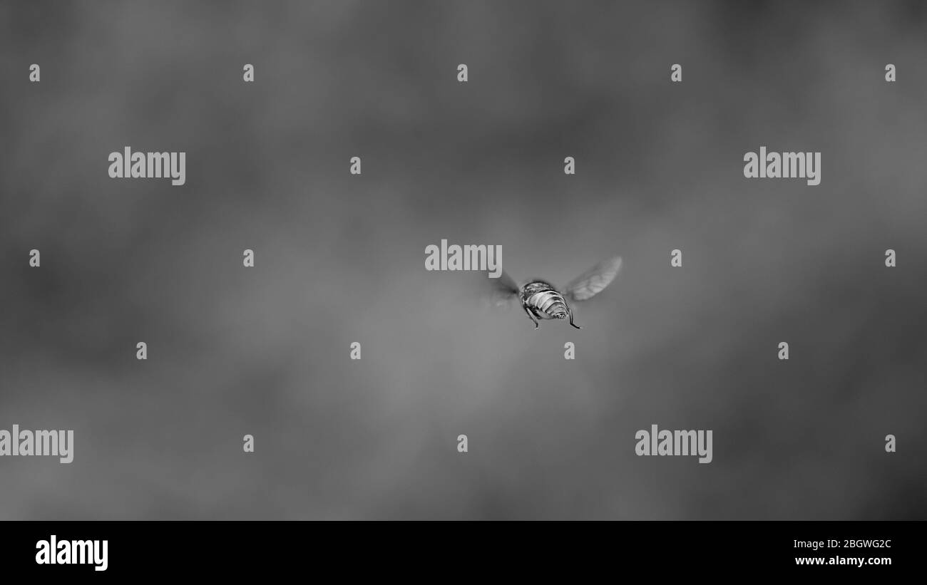 Sorpasso a cavallo, vista posteriore. Mono con soft bg. RSPB Straumpshaw Fen, giugno 2018 Foto Stock