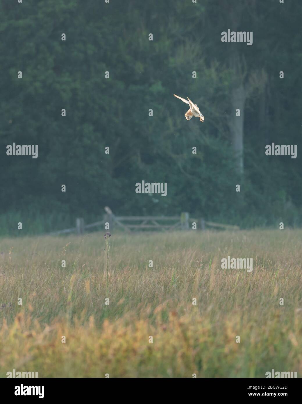 Il gufo del fienile che si sorpassa sopra il prato i. Srumpshaw Fen RSPB, giugno 2018 Foto Stock