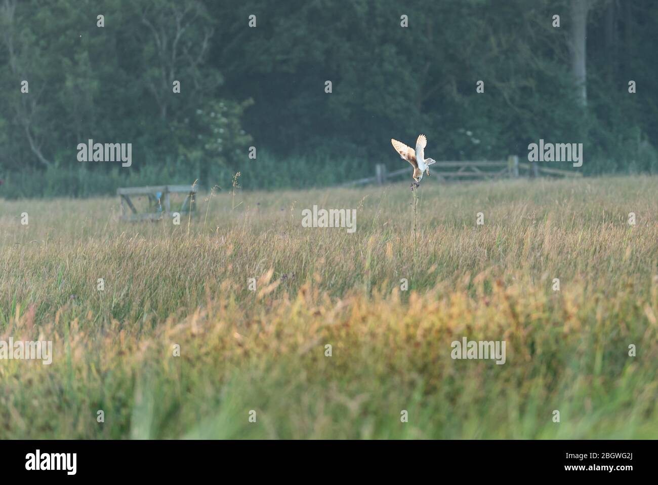 Fienile gufo hovering su prato ii srumpshaw Fen RSPB, giugno 2018 Foto Stock