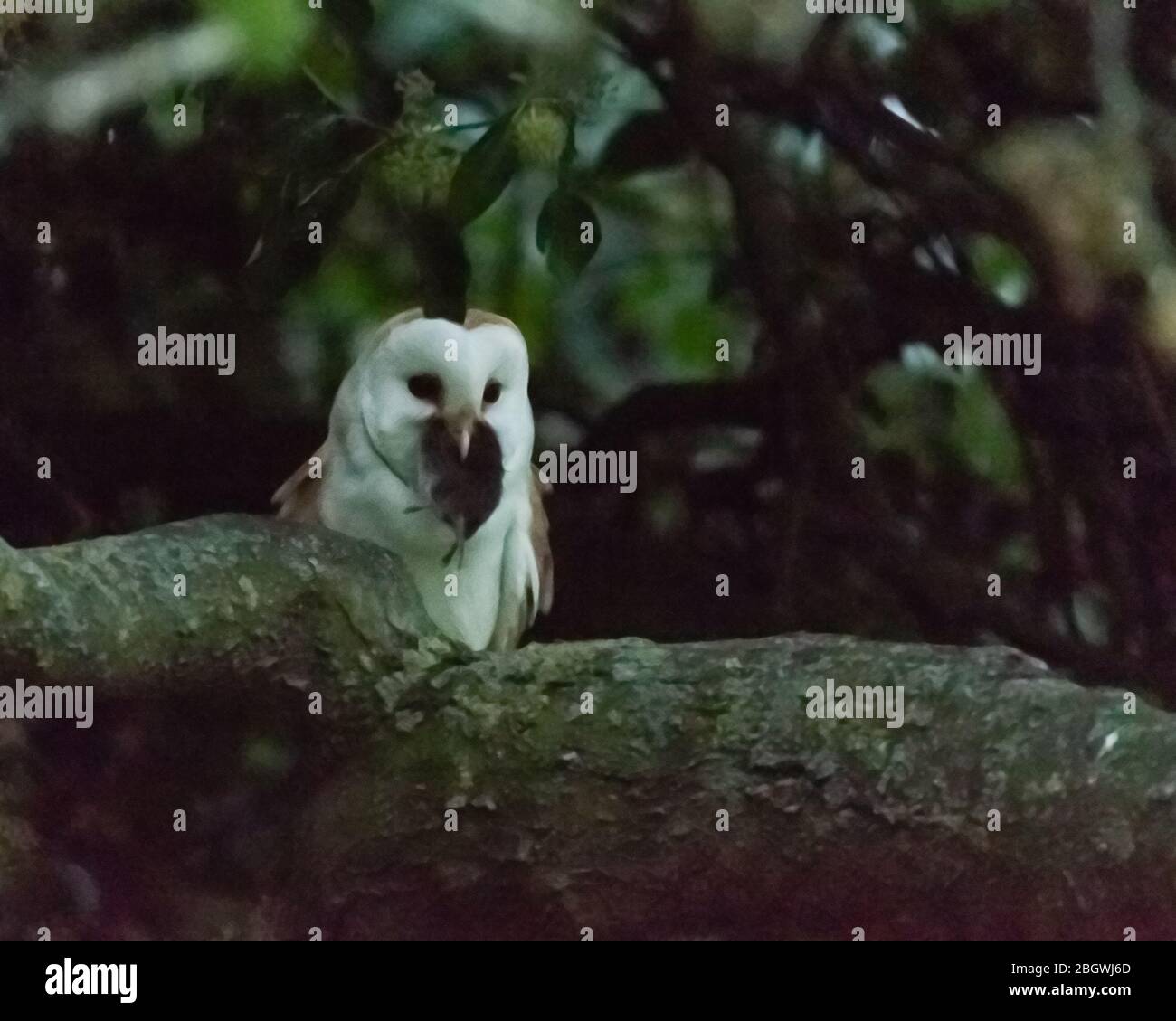 Fienile gufo caccia II su ramo con preda in becco. (ISO/rumore elevato) Ottobre 2018 Foto Stock