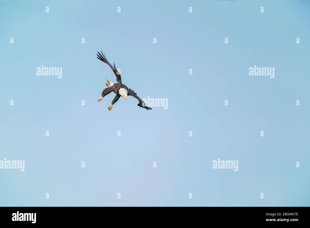 Adult Bald Eagle che si estende le gambe mentre sta scendendo per afferrare un pesce - Susqehanna River, Maryland, USA Foto Stock