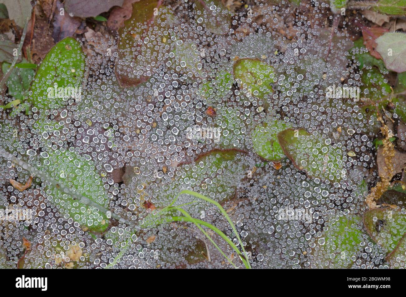 Imbuto Web Spider, Famiglia Agelenidae, rete con gocce di pioggia Foto Stock