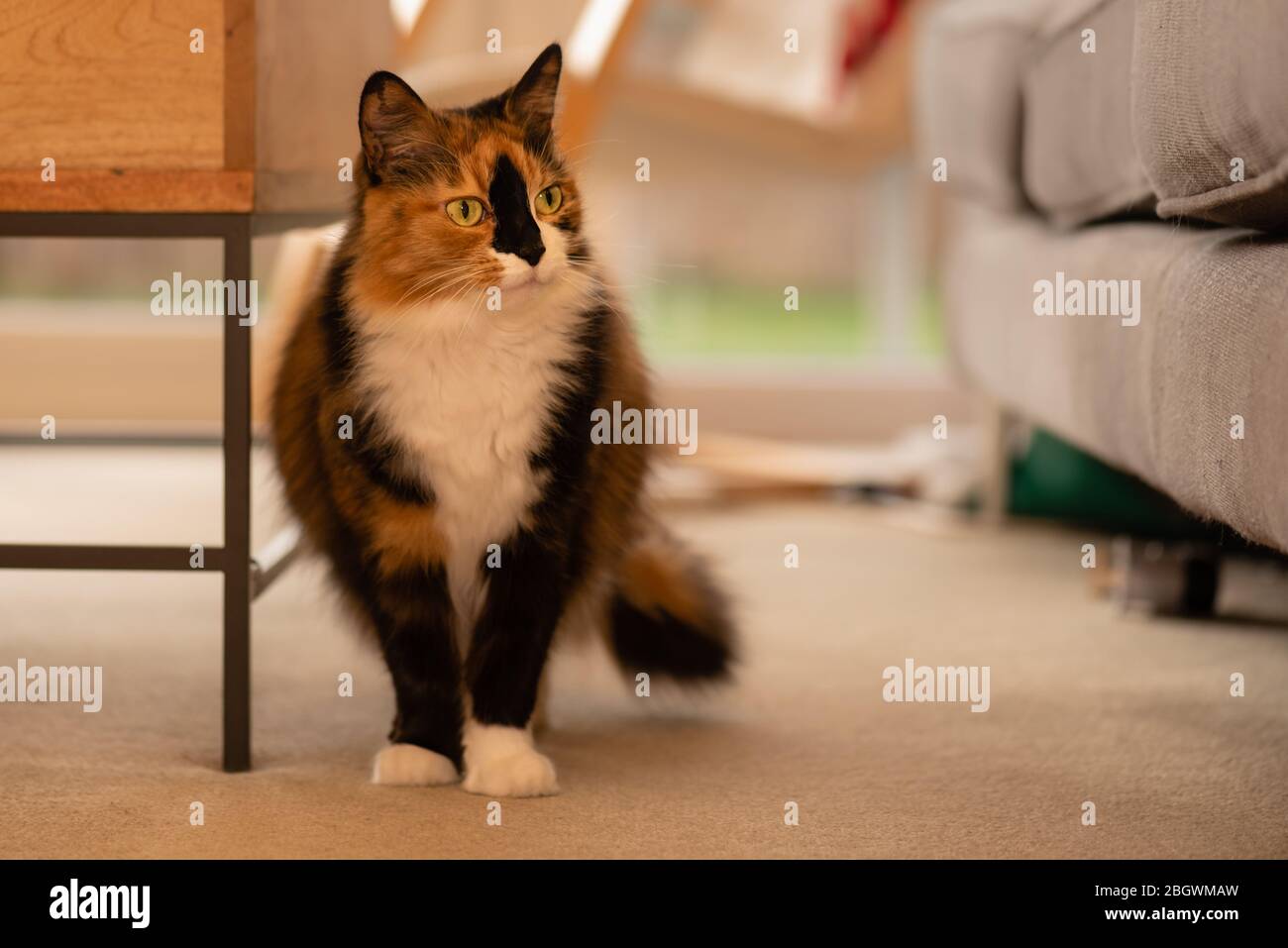 Capelli lunghi Calico gatto indoor xxxii in piedi da tavolo soggiorno guardando a destra. Febbraio 2019 Foto Stock