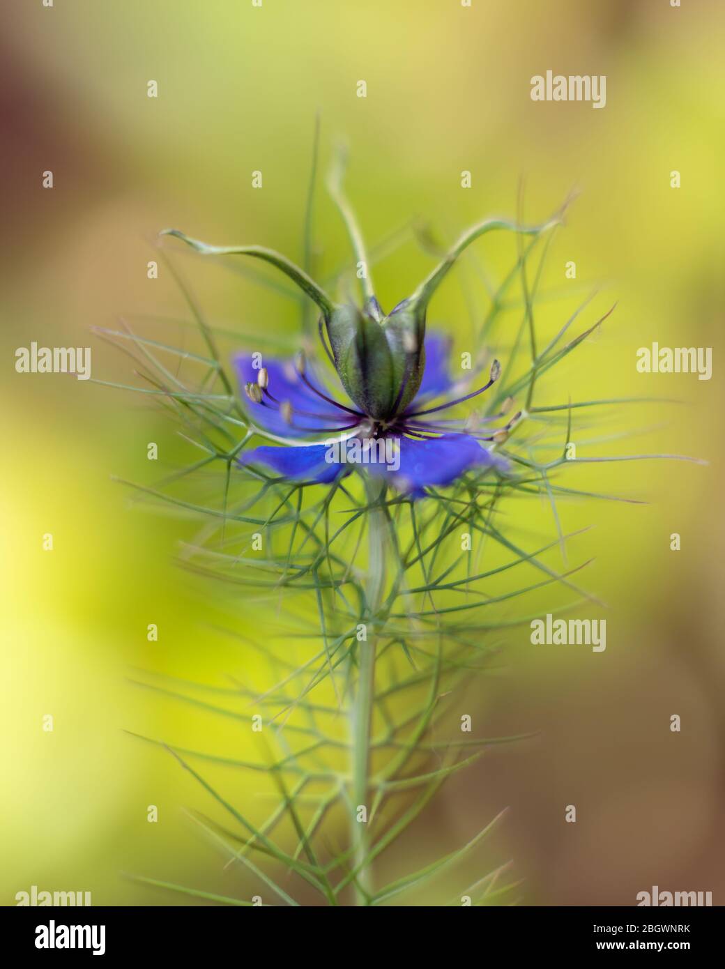Nigella damascena fiori iv single blu morbido bg. Giugno, 2019 Foto Stock