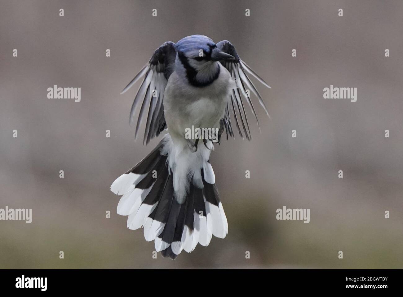 Blue Jay primo piano in volo con colori bellissimi Foto Stock