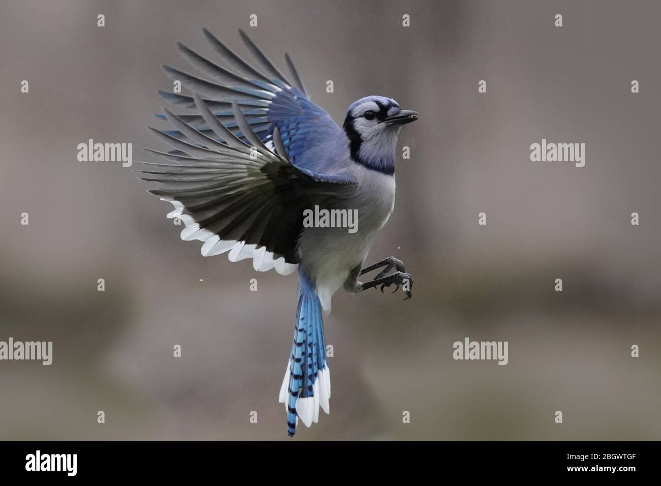 Blue Jay primo piano in volo con colori bellissimi Foto Stock