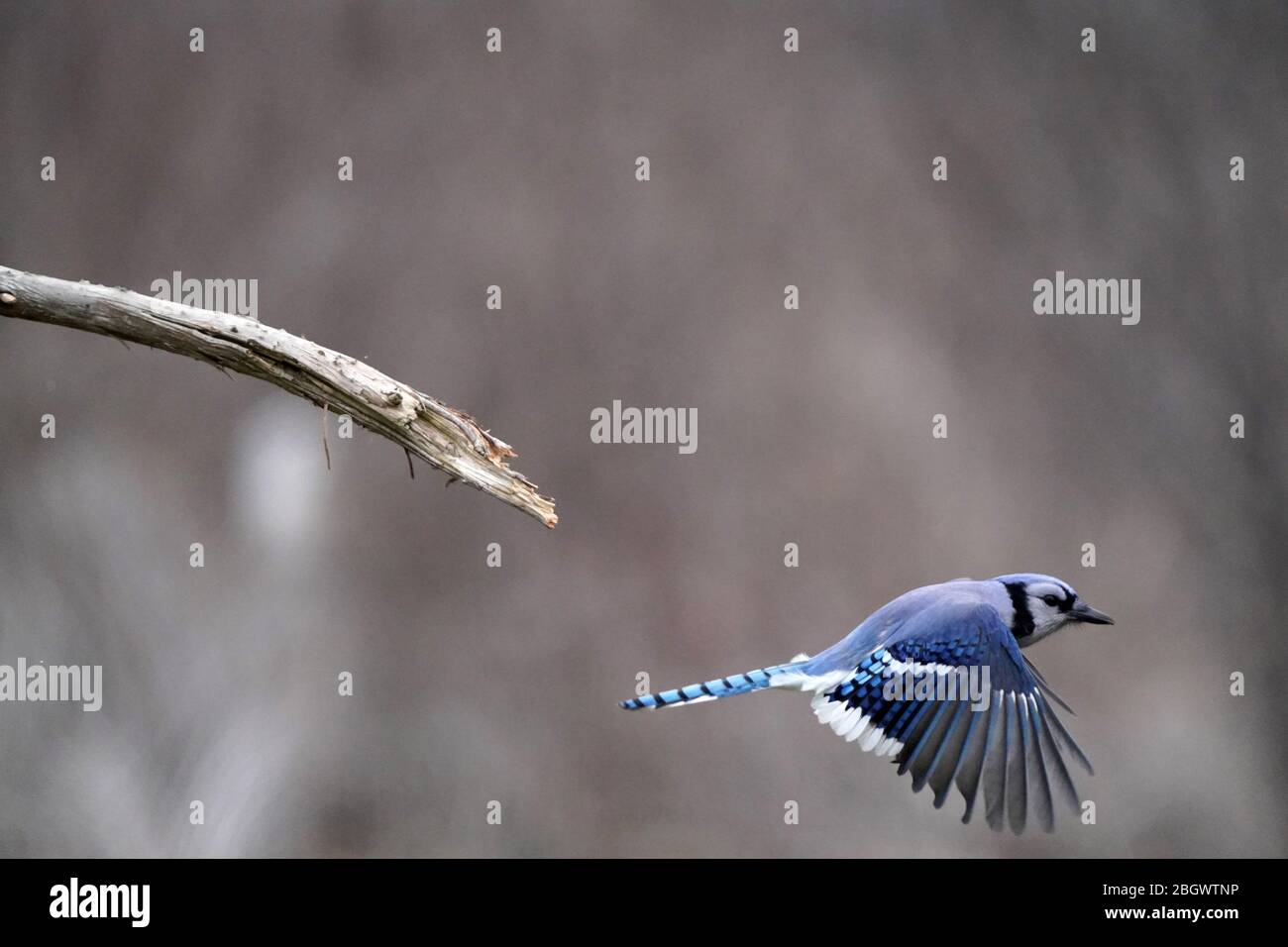 Blue Jay primo piano in volo con colori bellissimi Foto Stock