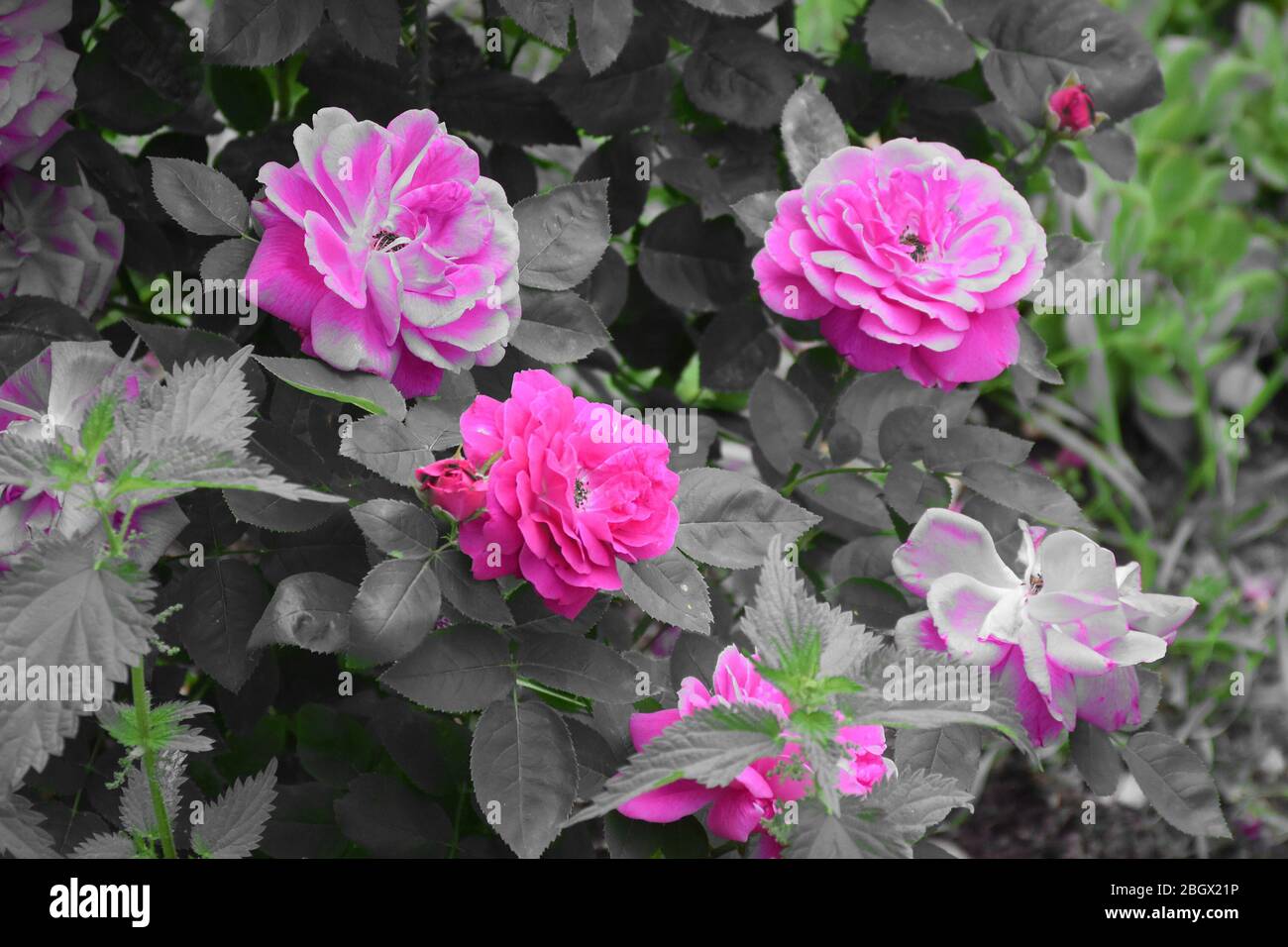 Fiori rosa rosa con foglie di rosa grigio-verde e ortica giovane Foto Stock