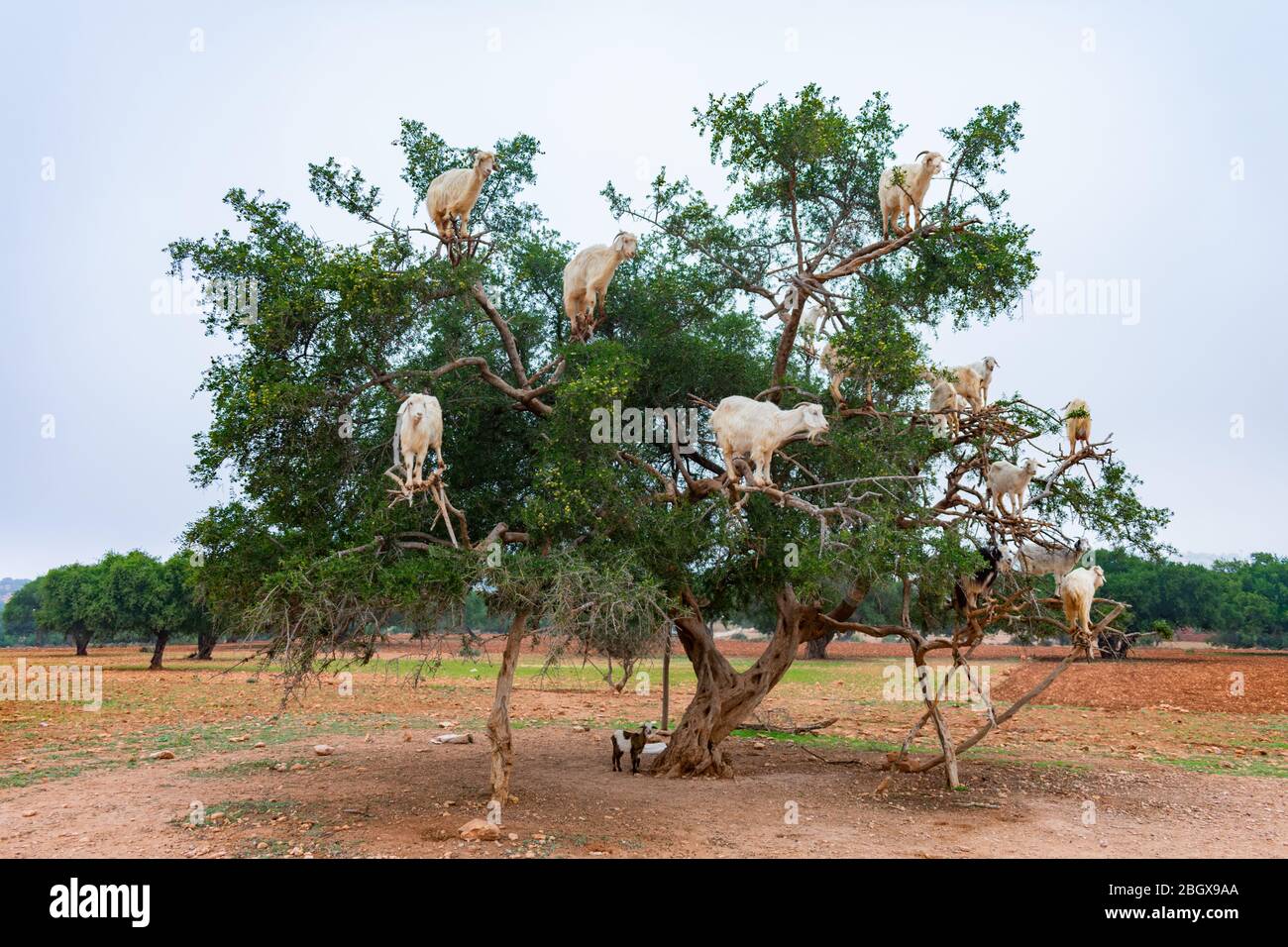 Capre arrampicate su un albero di Argan lungo la strada per Essaouira Marocco a Marrakech Foto Stock