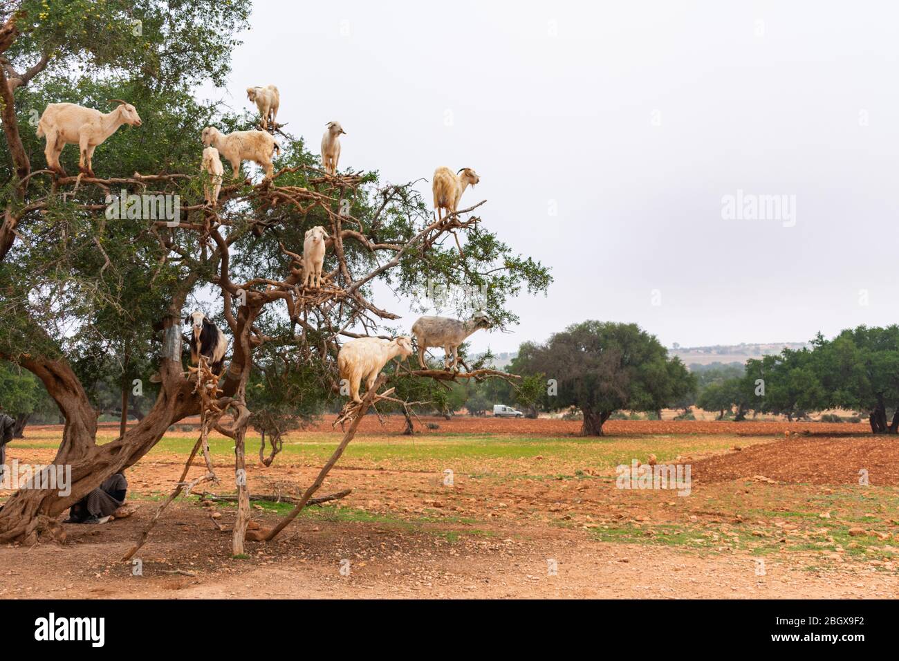 Capre arrampicate su un albero di Argan lungo la strada per Essaouira Marocco a Marrakech Foto Stock