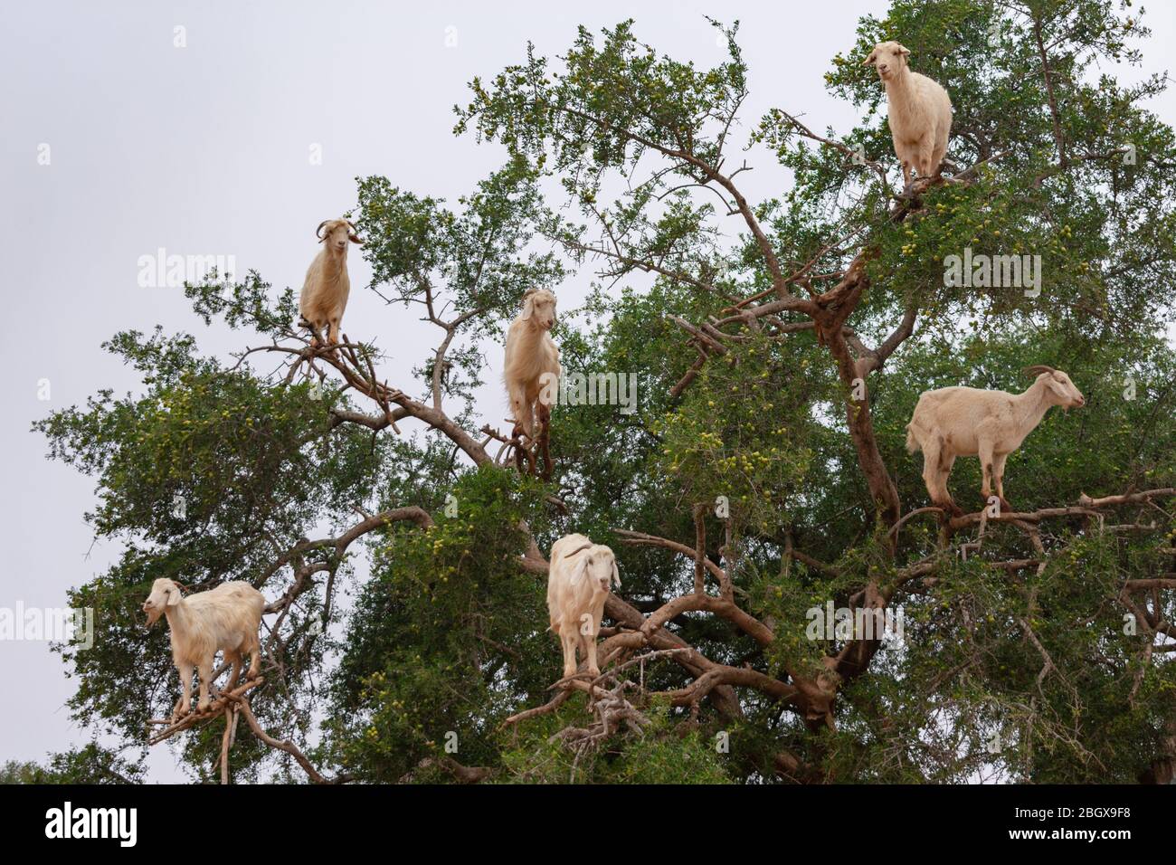 Capre arrampicate su un albero di Argan lungo la strada per Essaouira Marocco a Marrakech Foto Stock