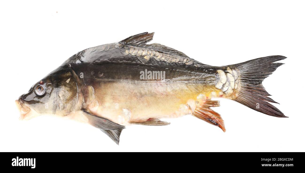 Pesce fresco di carpa isolato su bianco Foto Stock