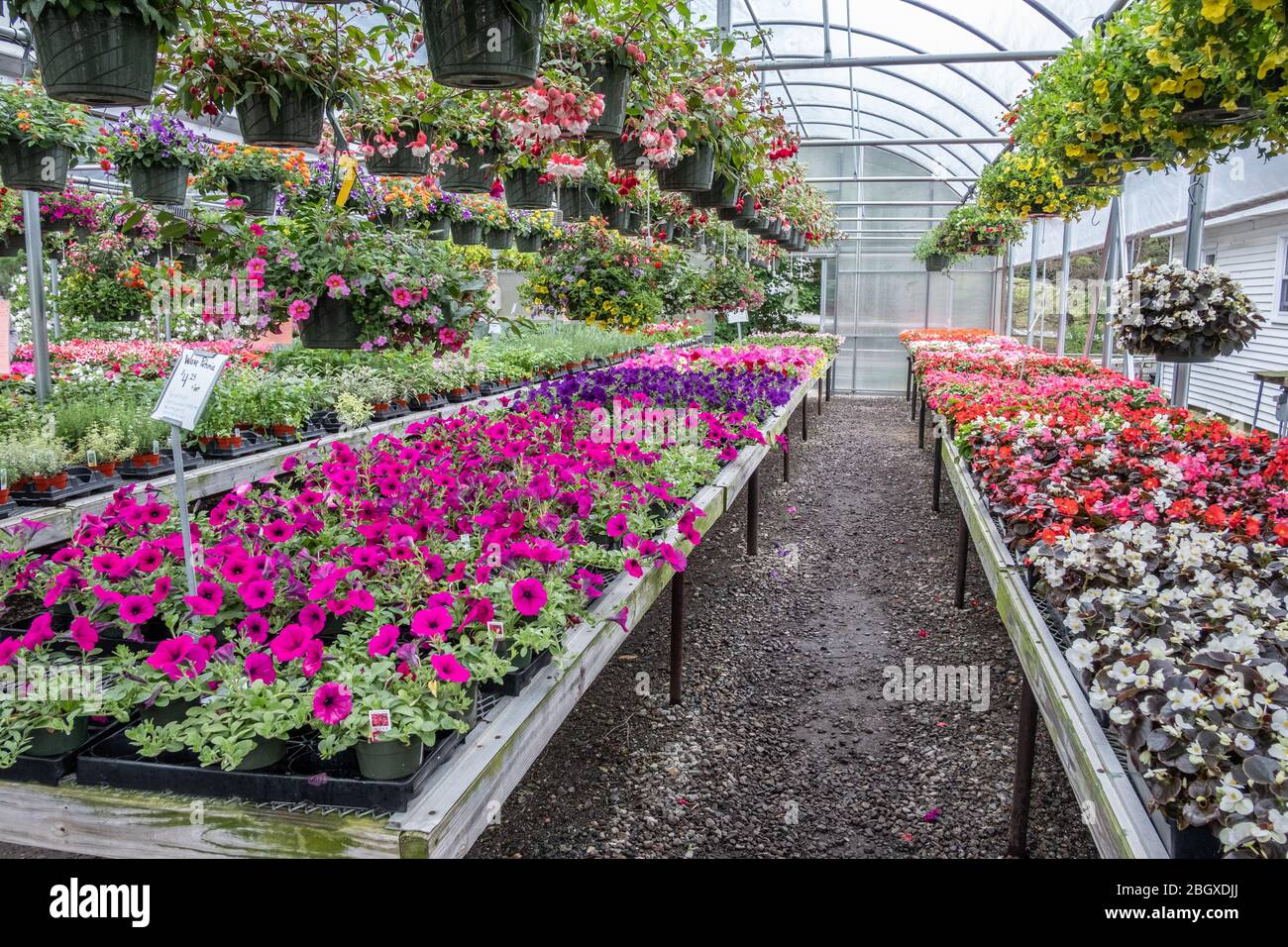 Una serra con una grande varietà di piante coltivate Foto Stock