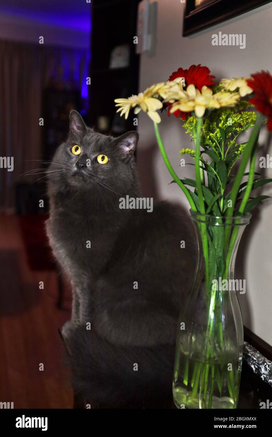 Fotografia: Un simpatico gatto fuzzy seduto accanto ad un vaso di fiori colorati. Foto Stock