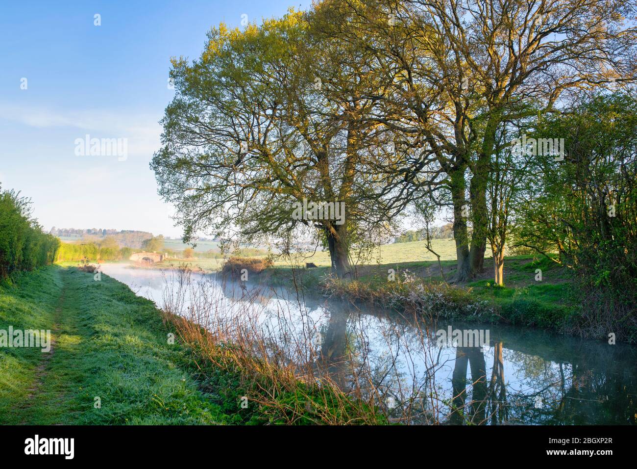 Querce lungo il canale Oxford in una mattina primaverile subito dopo l'alba. Upper Heyford, Oxfordshire, Inghilterra Foto Stock