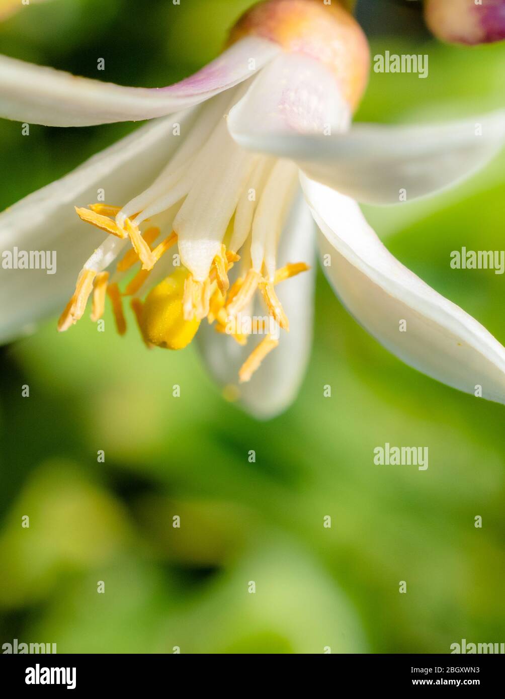 Natura immagine Lemon albero fiorisce Foto Stock