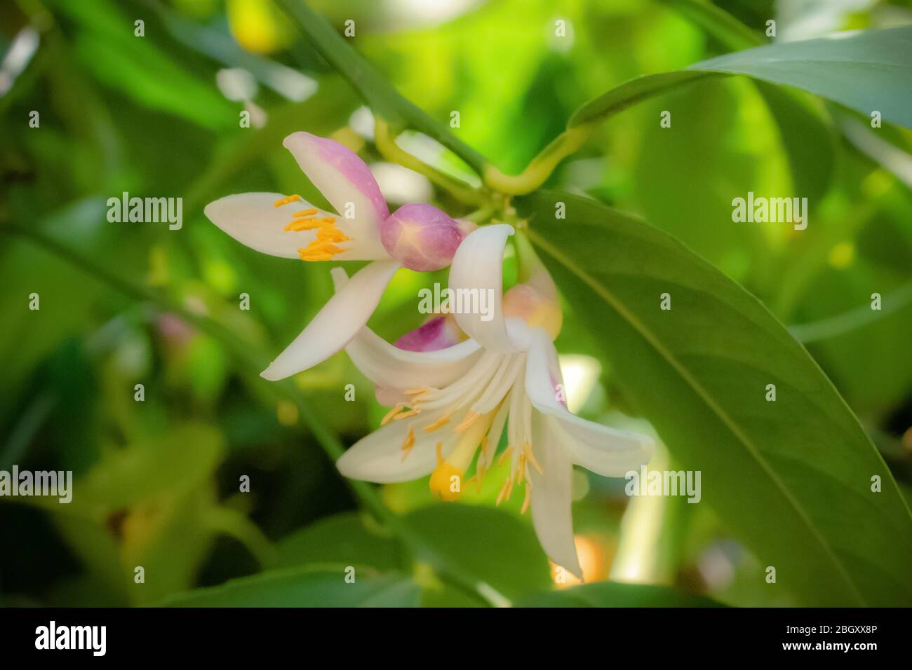 Natura immagine Lemon albero fiorisce Foto Stock