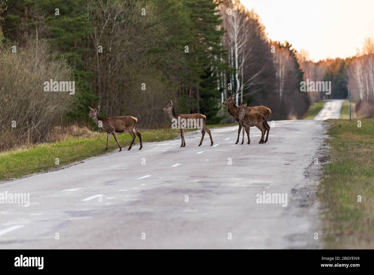 una piccola famiglia di cervi è venuta fuori sulla strada e sta guardando per vedere se qualcuno si sta avvicinando in modo che l'altro cervi che si nasconde nella foresta può attraversare Foto Stock