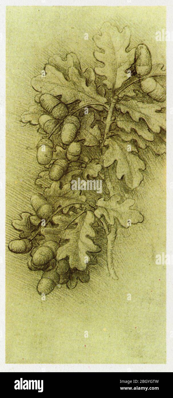 Leonardo da Vinci. Dessin de feuilles de chêne et de Glands. 1505-1508 Foto Stock