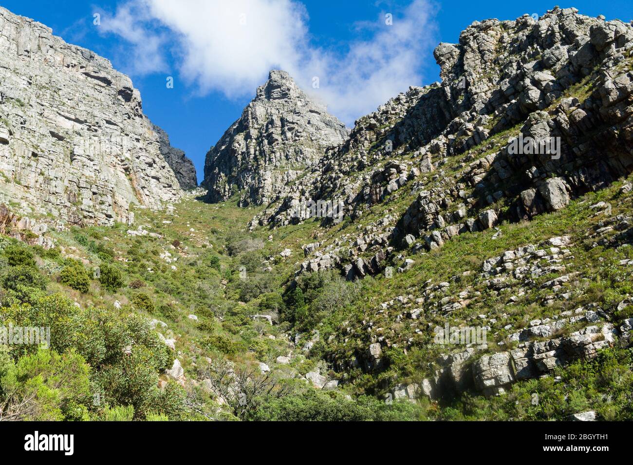 Città del Capo, Capo Occidentale, Sud Africa è un sogno per escursionisti e outdoorsman con accesso ai sentieri attraverso i fynbos nel Table Mountain National Park. Foto Stock
