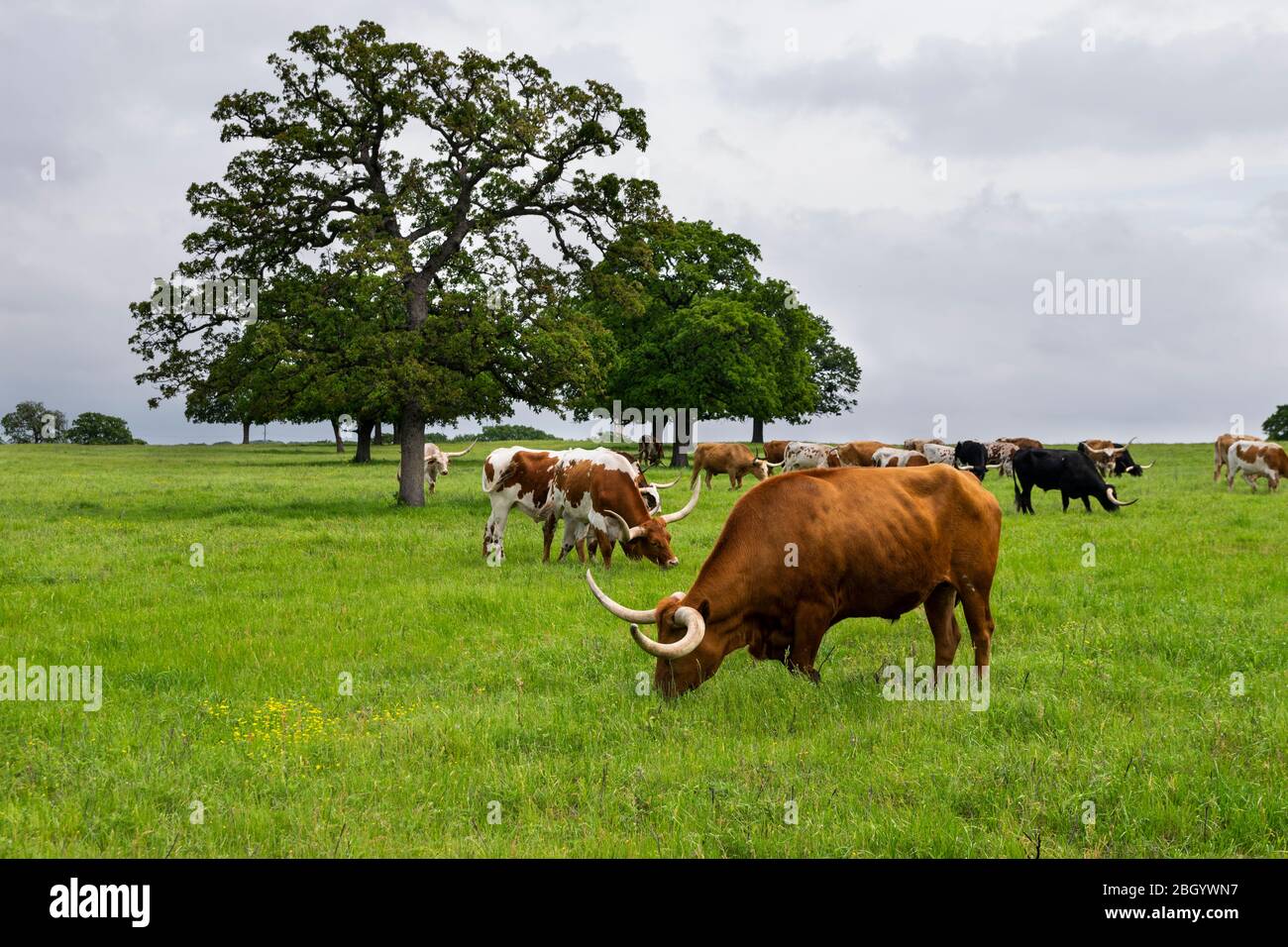Un grosso toro di Longhorn, marrone arancio, con lunghe corna curve che pascolano sull'erba verde e rigogliosa mentre altri bovini pascolano nel pascolo dietro di lui. Foto Stock