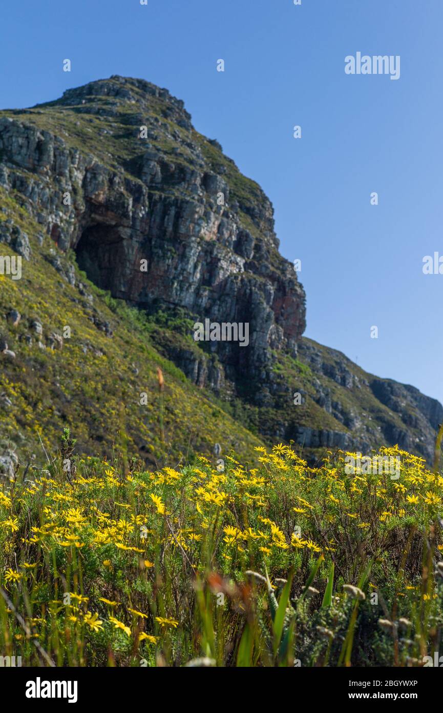 Città del Capo, Capo Occidentale, Sud Africa è un sogno per escursionisti e outdoorsman con accesso ai sentieri attraverso i fynbos nel Table Mountain National Park. Foto Stock