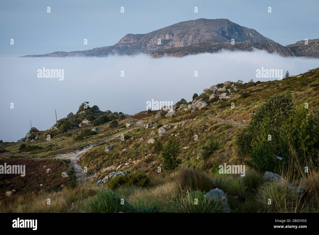 Città del Capo, Capo Occidentale, Sud Africa è un sogno per escursionisti e outdoorsman con accesso ai sentieri attraverso i fynbos nel Table Mountain National Park. Foto Stock