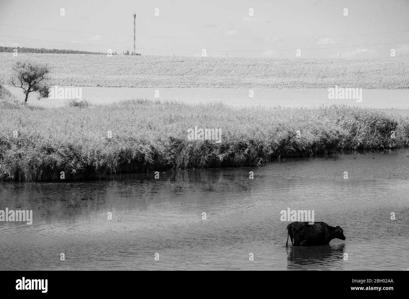 Foto in bianco e nero del pittoresco paesaggio del lago e della mucca nera bere acqua da stagno coltivato da canne fresche. Vista minima dell'acqua increspata Foto Stock