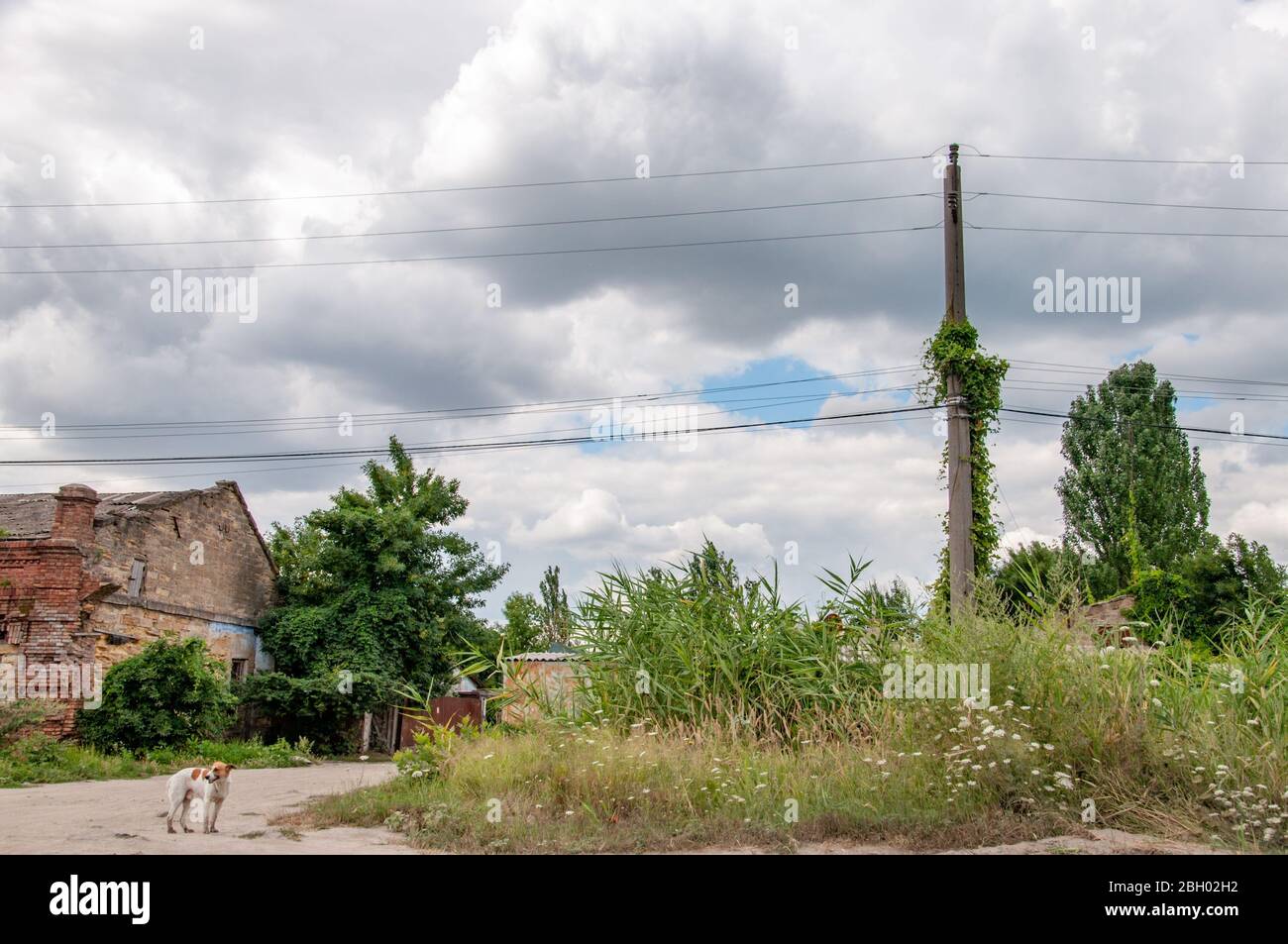 Tranquillo paesaggio di strada del villaggio con il palo elettrico sovrastato e nuvole bianche grigie nel cielo blu sopra. Silhouette di cane da strada su paese polveroso r Foto Stock