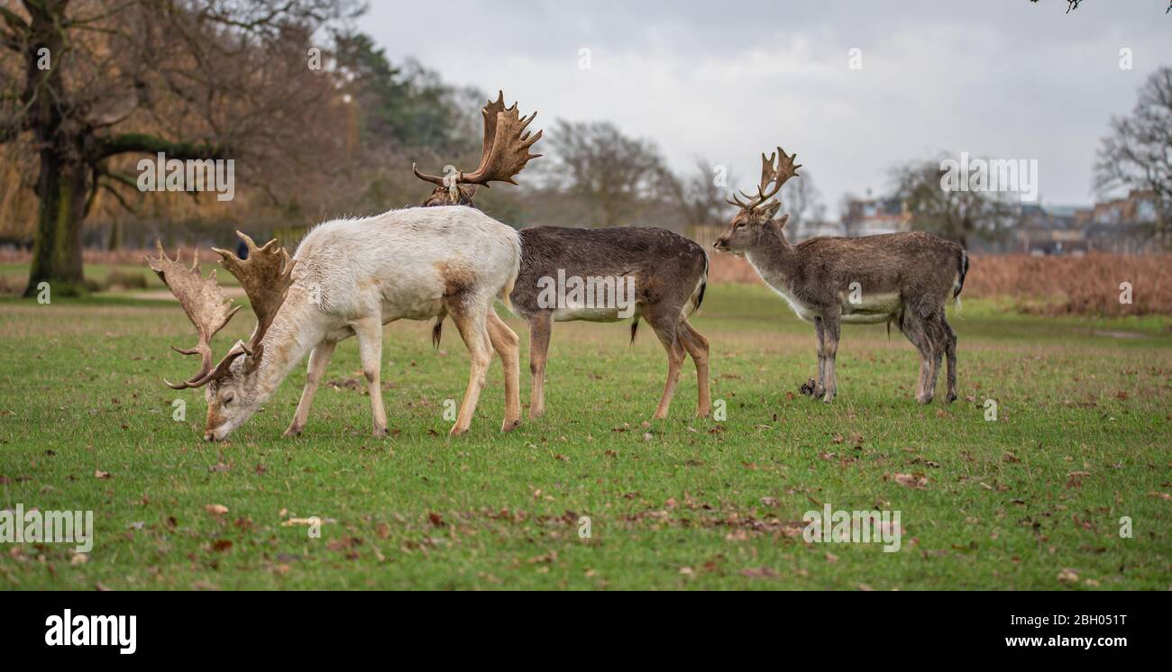 Fauna selvatica nel parco dei Bushy di Londra Foto Stock