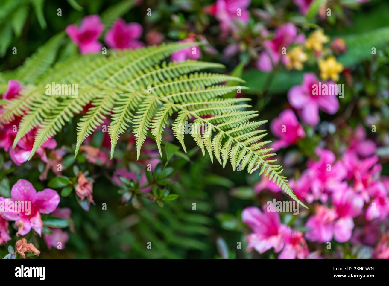 Primo piano di una felce verde, con fiori rosa in fiore sullo sfondo Foto Stock
